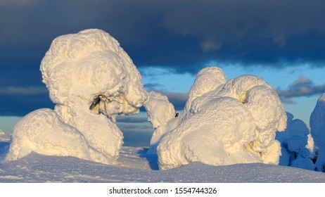 Snow-covered Pines In Rukatunturi, Kuusamo, Lapland, Finland