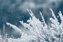 Snow-covered Plants In Winter Forest During Snowfall. Macro Image, Shallow Depth Of Field. Winter Nature Background