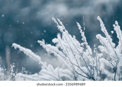 Snow-covered plants in winter forest during snowfall. Macro image, shallow depth of field. Winter nature background - Shutterstock ID 2336989689