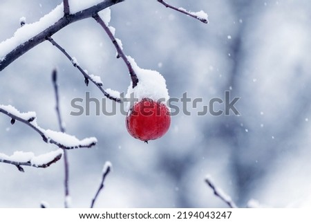Snow-covered red apple and tree branches in the garden after snowfall
