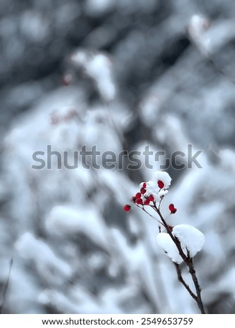 Similar – Image, Stock Photo Last fruits Environment