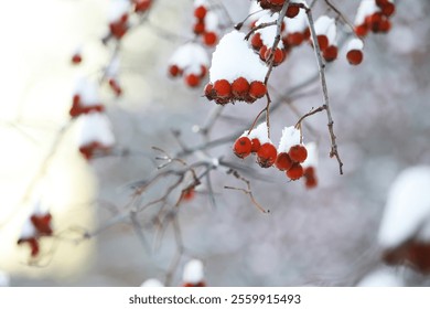 Snow-Covered Red Berries on Bare Tree Branches in Winter Nature Scene - Powered by Shutterstock