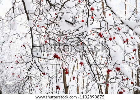 Image, Stock Photo Last fruits Environment