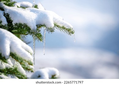 Snow-covered spruce branches close-up. Winter Christmas background. Icicles on the branches of spruce, dripping melt water. - Powered by Shutterstock