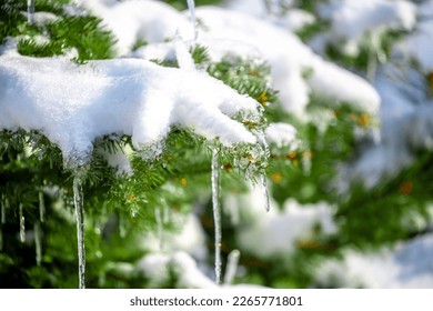 Snow-covered spruce branches close-up. Winter Christmas background. Icicles on the branches of spruce, dripping melt water. - Powered by Shutterstock