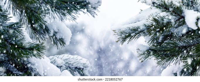 Snow-covered spruce branches in winter forest during snowfall - Powered by Shutterstock