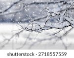 Snow-covered thin branches during snowfall with falling snowflakes on blurred winter background, frosty nature in cold weather