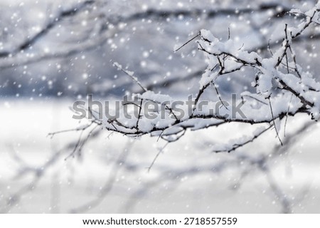 Snow-covered thin branches during snowfall with falling snowflakes on blurred winter background, frosty nature in cold weather