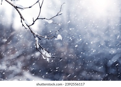 A snow-covered tree branch in a winter forest during a blizzard - Powered by Shutterstock