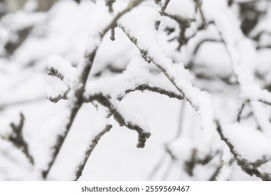 Snow-covered tree branches creating intricate patterns. Close-up winter nature photography. Seasonal texture and wintertime concept for design and print. - Powered by Shutterstock