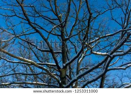 Snow-covered trees in the forest.