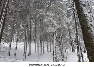 Snow  covered trees in the forest  Pattern   drawing trees in the forest  Rhythm   pace  Bottom view 