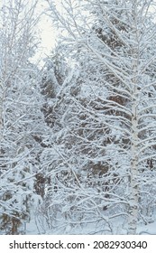 Snow  covered trees intertwine and their branches creating graphic drawing