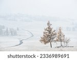 Snow-covered trees in the mountains during snowfall. Kurai steppe, Altai mountains, Siberia, Russia. 