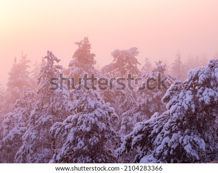 Snow-covered trees on a sunset at -20C degrees