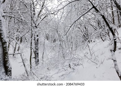 snow-covered trees in winter, deciduous trees without foliage covered with snow in winter