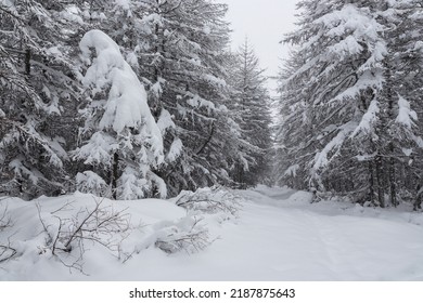 Snow-covered Trees In The Winter Forest. Snowy Path In A Wooded Area. There Is A Lot Of Fluffy Snow On The Ground And On The Branches Of Larch Trees. Beautiful Winter Landscape. Hiking In The Woods.