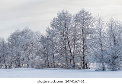 Snow-covered trees, winter landscape. Trees Natural background. The branches of the trees are covered with white frost. - Powered by Shutterstock