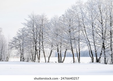 Snow-covered trees, winter landscape. Trees Natural background. The branches of the trees are covered with white frost. - Powered by Shutterstock