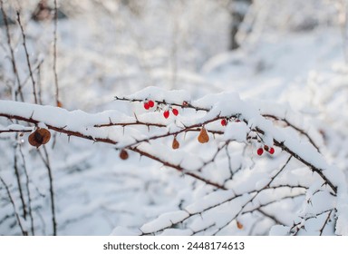 Snow-covered twig with red berries in a winter park