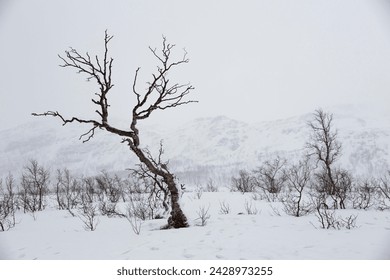 Snow-covered winter landscape with Birch tree (Betula) at the pass road Kadfjordeidet, Tromsö, Troms, Norway - Powered by Shutterstock