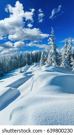 Snowdrifts on winter snow covered mountainside and fir trees on hill top