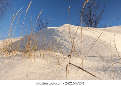 snowdrifts with yellow grass and birches, snowdrifts with plants in winter