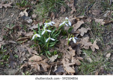 snowdrop