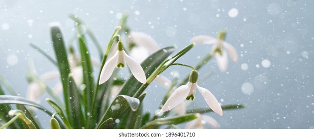Snowdrop bloom. Delicate white flowers on a blue background. Banner.