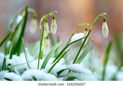 Snowdrop Blooming In Early Spring. Galanthus Nivalis, Snowdrop Or Common Snowdrop.