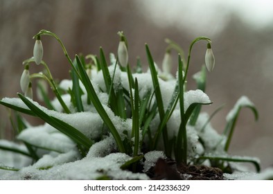 Snowdrop Blooming In Early Spring. Galanthus Nivalis, Snowdrop Or Common Snowdrop.