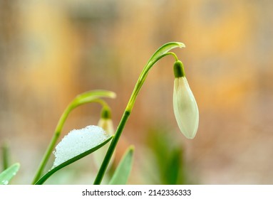 Snowdrop Blooming In Early Spring. Galanthus Nivalis, Snowdrop Or Common Snowdrop.