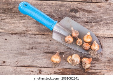 Snowdrop bulbs or Galanthus  Nivalis bulbs on a table before planting