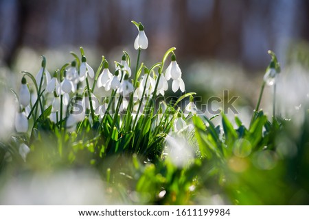 Snowdrop or common snowdrop (Galanthus nivalis) flowers. In the forest in the wild in spring snowdrops bloom.