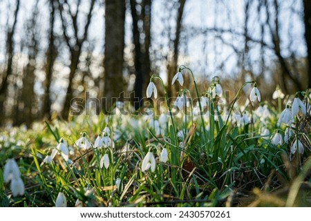 Snowdrop or common snowdrop, Galanthus nivalis flowers. Snowdrops after the snow has melted. In the forest in the wild in spring snowdrops bloom.