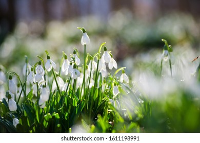 Snowdrop or common snowdrop (Galanthus nivalis) flowers.Snowdrops after the snow has melted. In the forest in the wild in spring snowdrops bloom.
