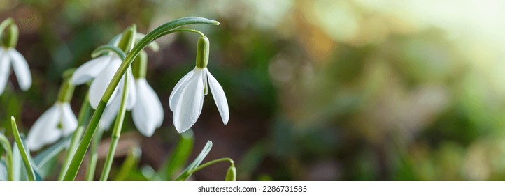 Snowdrop or common snowdrop (Galanthus nivalis) flowers.Snowdrops after the snow has melted. In the garden in spring snowdrops bloom