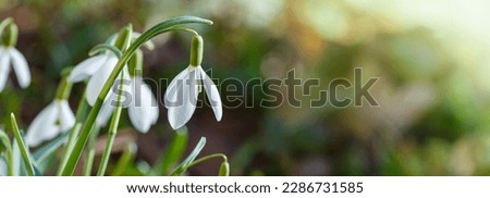 Snowdrop or common snowdrop (Galanthus nivalis) flowers.Snowdrops after the snow has melted. In the garden in spring snowdrops bloom