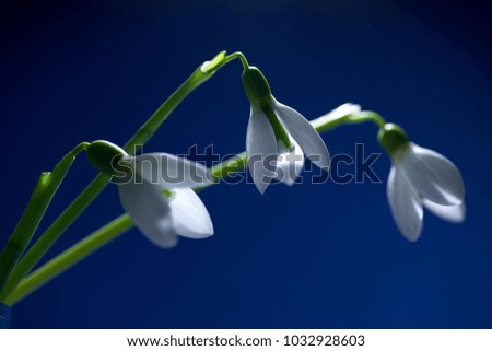 Similar – Vier Anemonen-Sylvestris