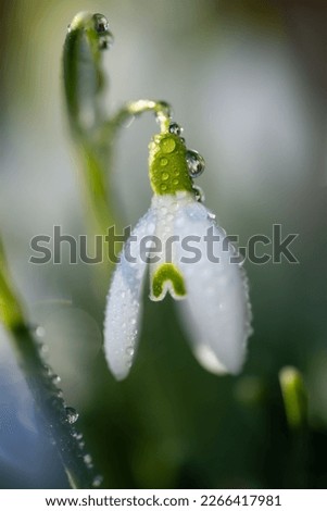 Snowdrop early bloomer flower macro close up with white petals in bright springtime sunshine in Sauerland Germany. Small single Galanthus with small glistening fresh dew drops after rain.