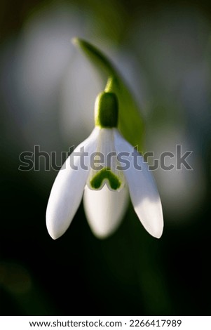 Snowdrop early bloomer flower macro close up with white petals in bright springtime sunshine in Sauerland Germany. Galanthus is a small bulbous perennial herbaceous plant in the family Amaryllidacea. 