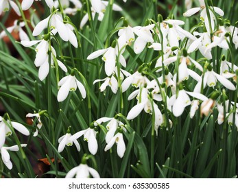 Snowdrop field