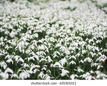 Snowdrop field