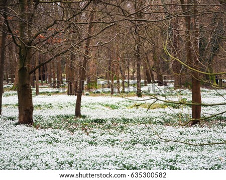 Snowdrop field