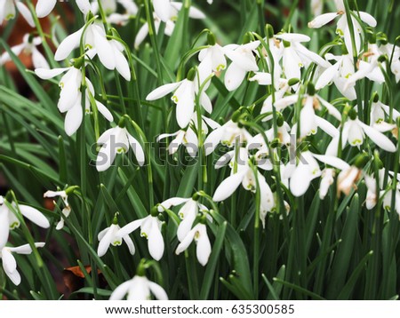 Snowdrop field