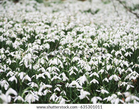 Snowdrop field