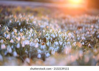 Snowdrop Field - Galanthus - Against A Beautyful Sunset