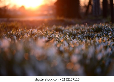 Snowdrop Field - Galanthus - Against A Beautyful Sunset