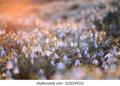 Snowdrop Field - Galanthus - Against A Beautyful Sunset