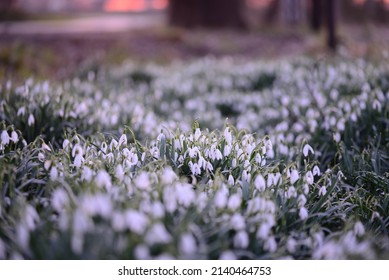 Snowdrop Field - Galanthus - As A Close Up